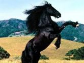 CAVALO