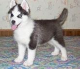 CACHORRO