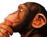 MACACO