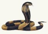 COBRA
