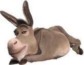 BURRO