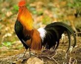 GALO