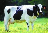 VACA