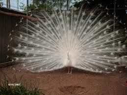 PAVÃO